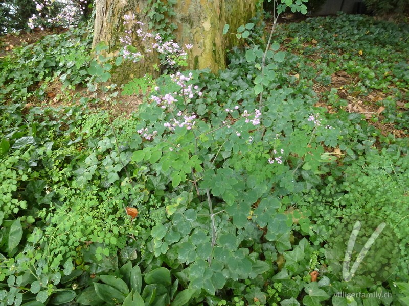 Chinesische Wiesenraute: Gesamtbild