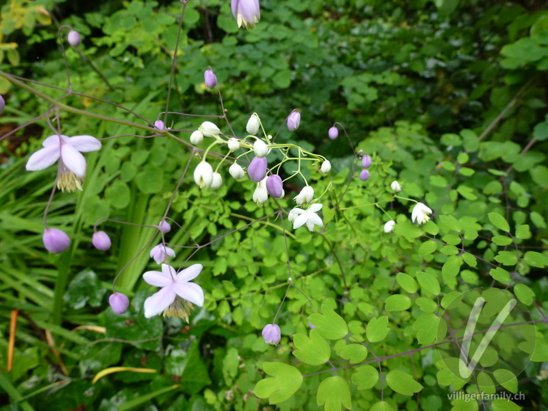 Chinesische Wiesenraute: Blüten