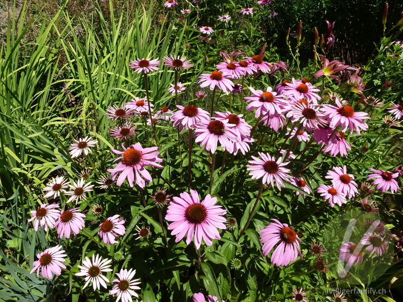 Purpur-Sonnenhut: Blüten, Gesamtbild