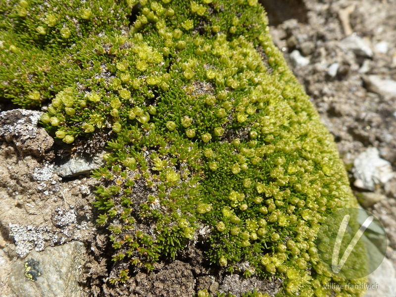 Zwerg-Miere: Gesamtbild, Blüten