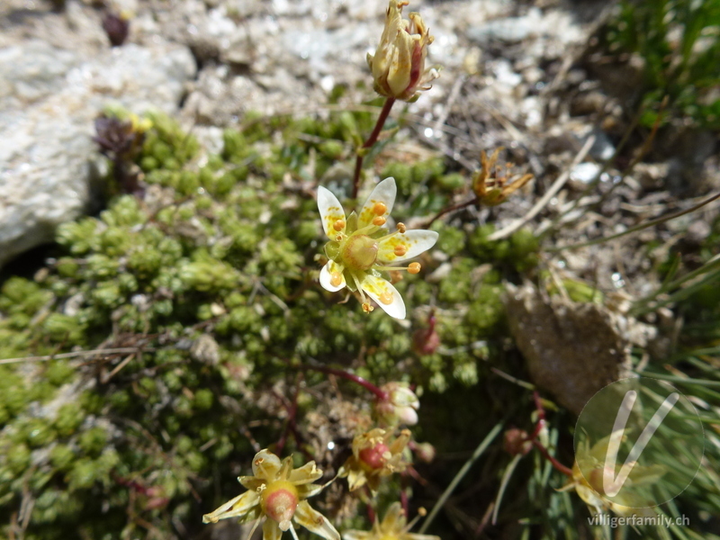 Moosartiger Steinbrech: Blüten