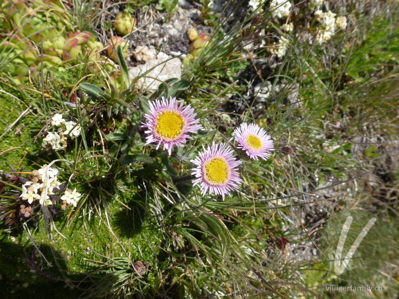 Alpen-Berufkraut: Blüten