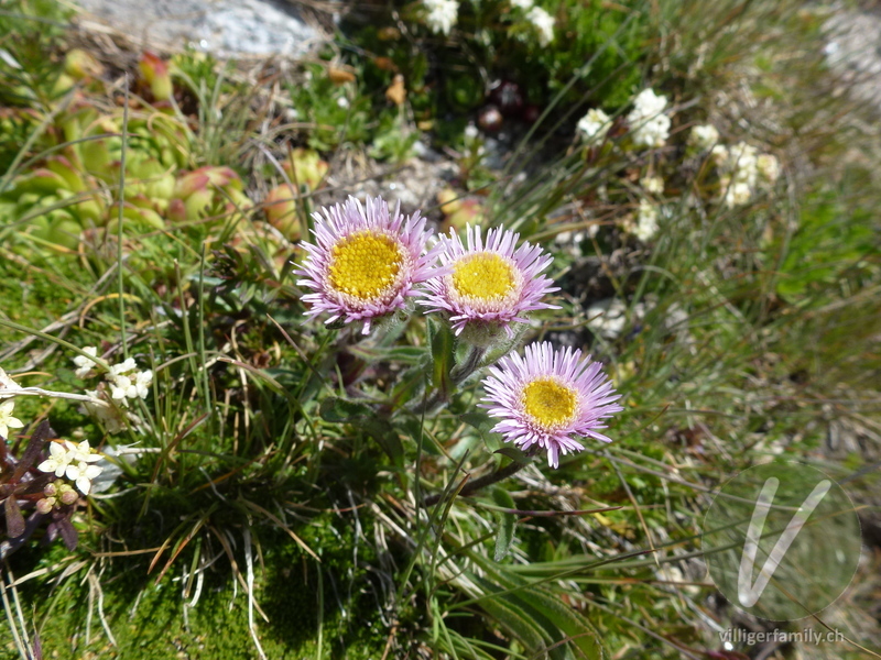 Alpen-Berufkraut: Blüten