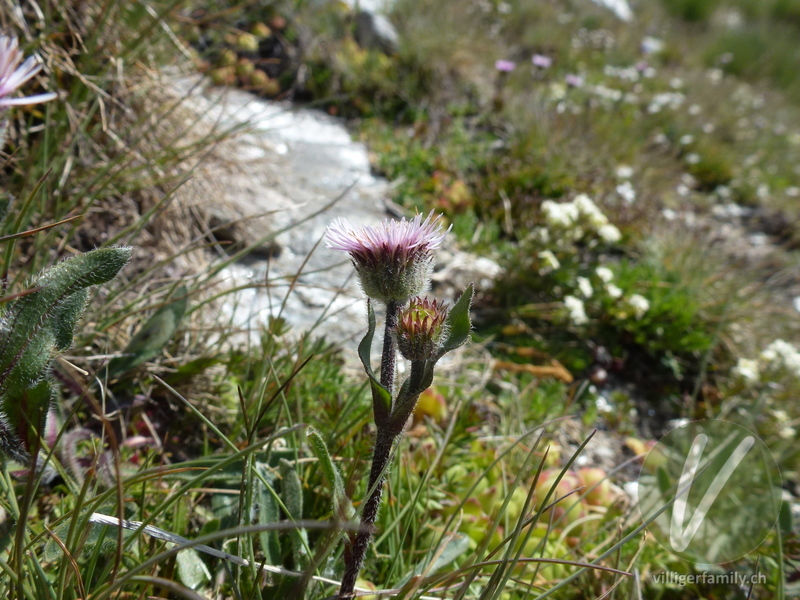 Alpen-Berufkraut: Blüten