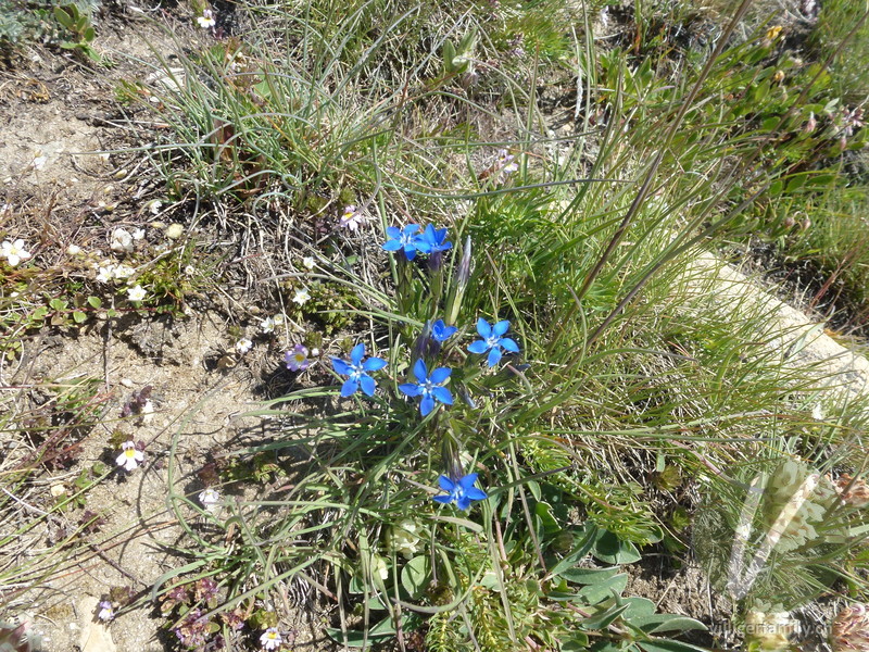 Schnee-Enzian: Blüten, Gesamtbild