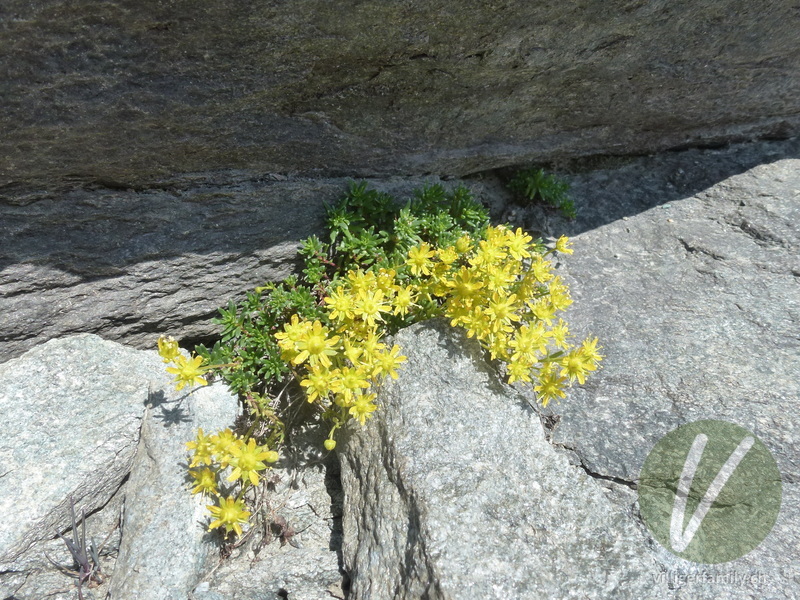 Bach-Steinbrech: Gesamtbild, Blüten