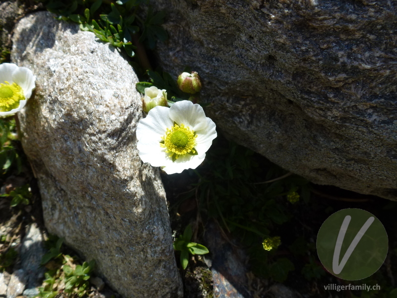 Gletscher-Hahnenfuss: Blüten