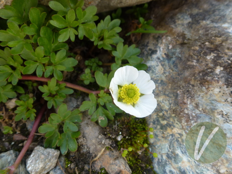 Gletscher-Hahnenfuss: Blüten, Blätter