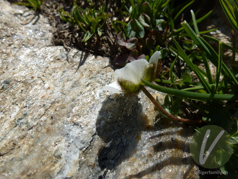 Gletscher-Hahnenfuss: Blüten