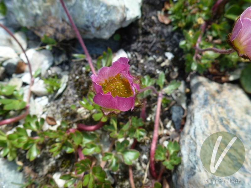 Gletscher-Hahnenfuss: Blüten