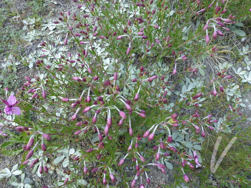 Fleischers Weidenröschen: Blüten