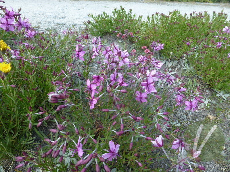 Fleischers Weidenröschen: Blüten, Gesamtbild