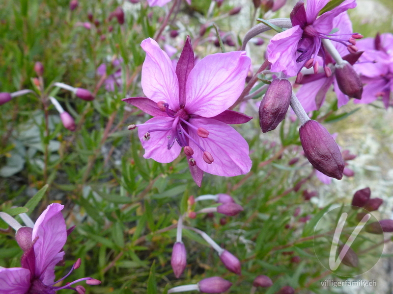 Fleischers Weidenröschen: Blüten