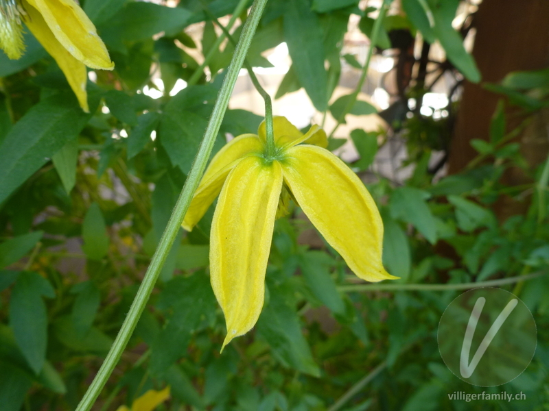 Gold-Waldrebe: Blüten