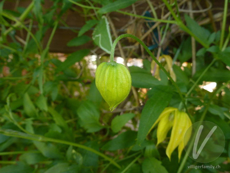 Gold-Waldrebe: Blüten