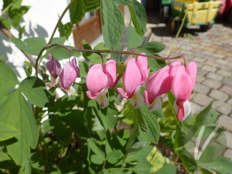 Tränendes Herz: Blüten