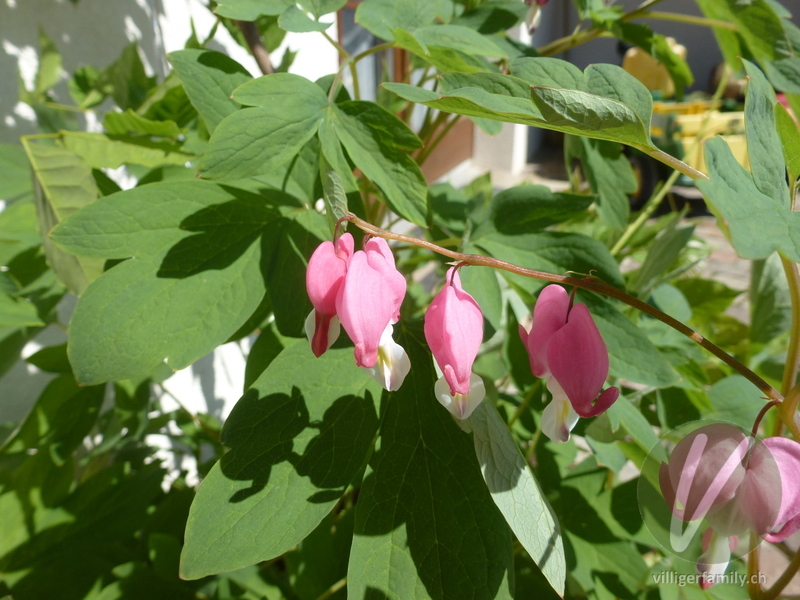 Tränendes Herz: Blüten