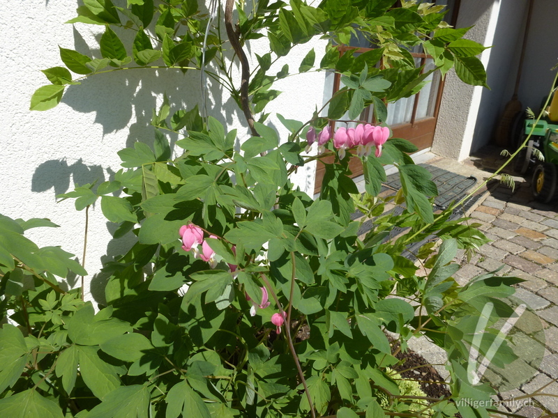 Tränendes Herz: Gesamtbild, Blüten