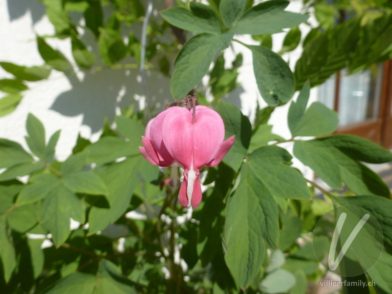 Tränendes Herz: Blüten