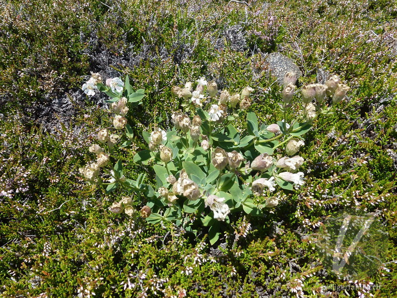 Klatschnelke (Silene vulgaris cratericola): Gesamtbild