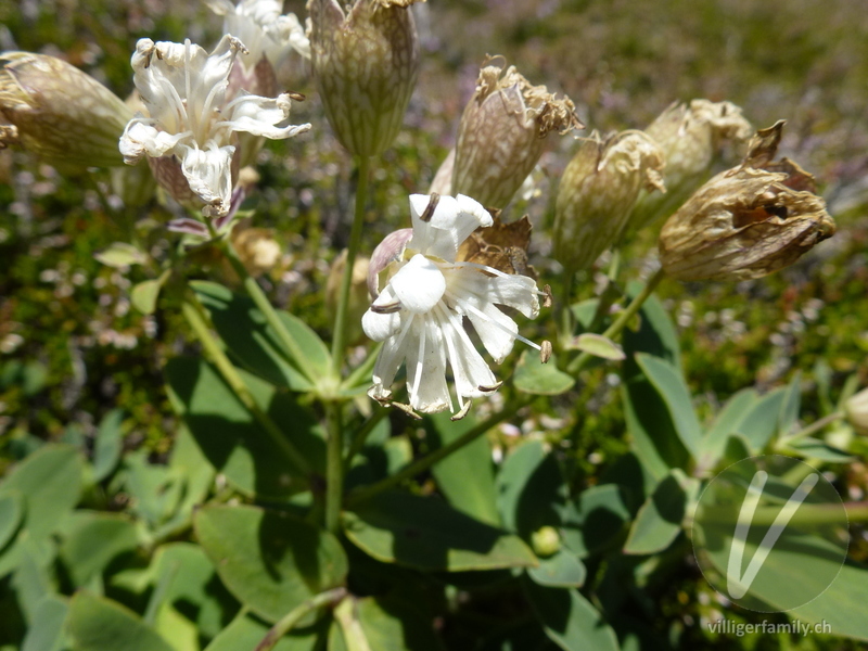 Klatschnelke (Silene vulgaris cratericola): Blüten