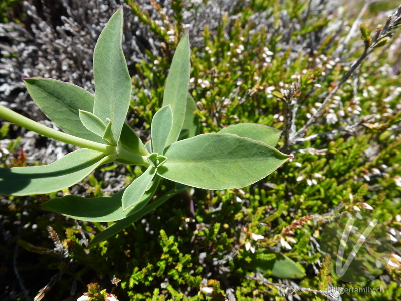 Klatschnelke (Silene vulgaris cratericola): Blätter