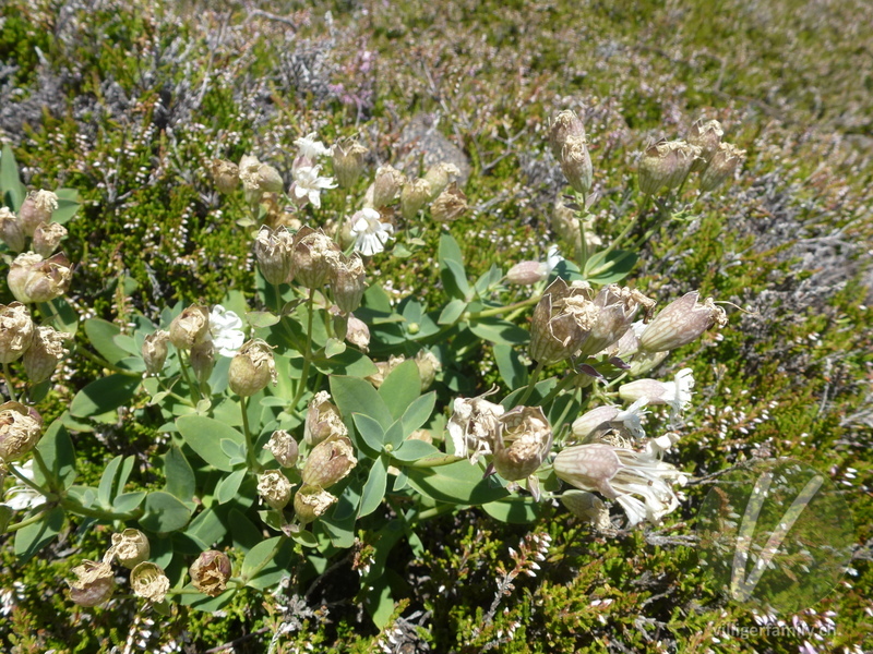 Klatschnelke (Silene vulgaris cratericola): Gesamtbild, Blätter