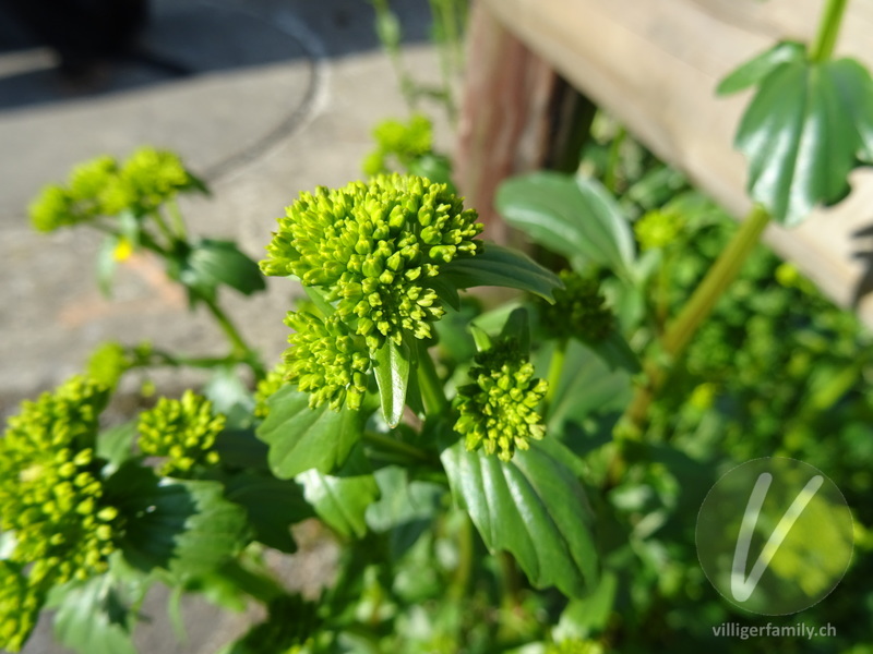 Gemeine Winterkresse: Blüten