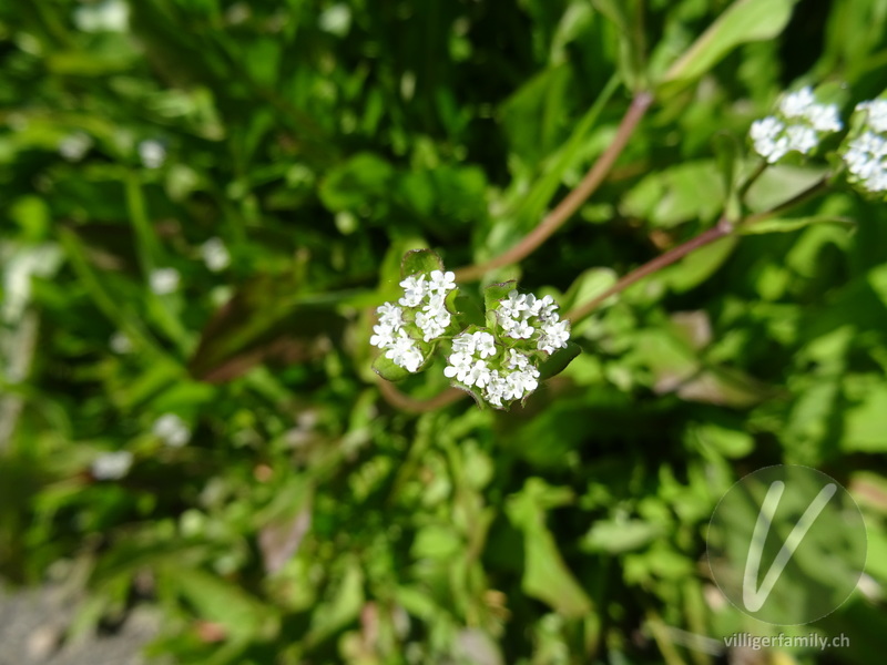 Gekielter Ackersalat: Blüten