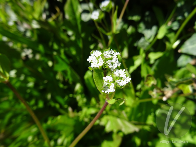 Gekielter Ackersalat: Blüten