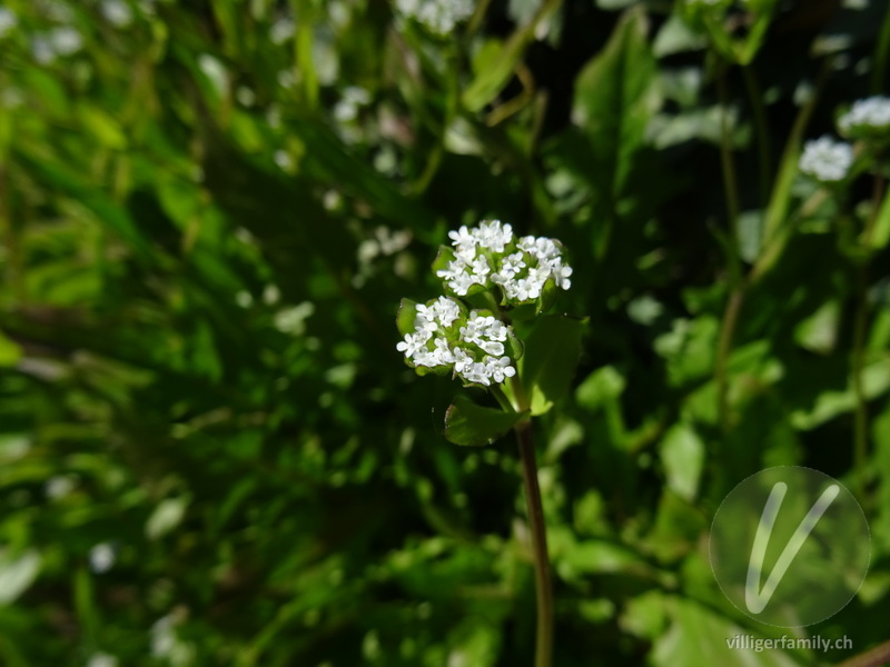 Gekielter Ackersalat: Blüten