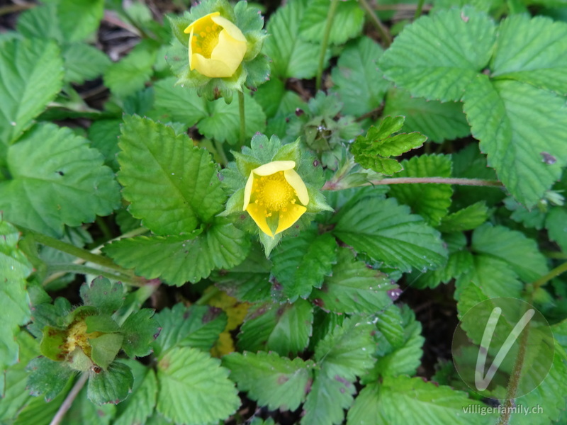 Scheinerdbeere: Blüten