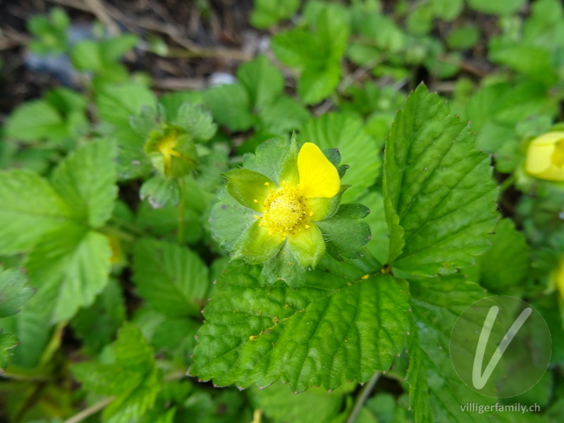 Scheinerdbeere: Blüten