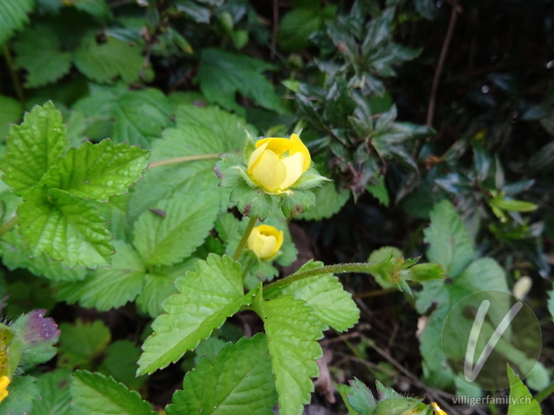 Scheinerdbeere: Blüten