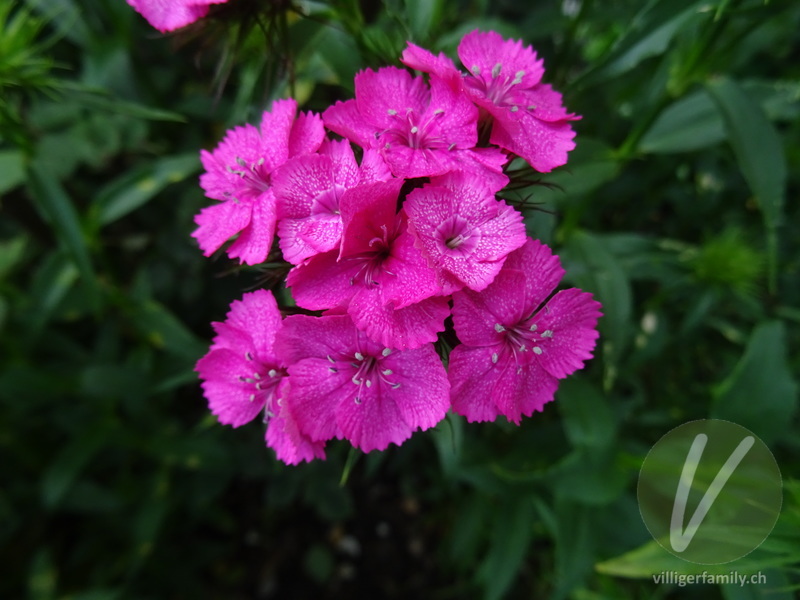 Bart-Nelke: Blüten