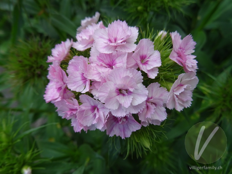 Bart-Nelke: Blüten