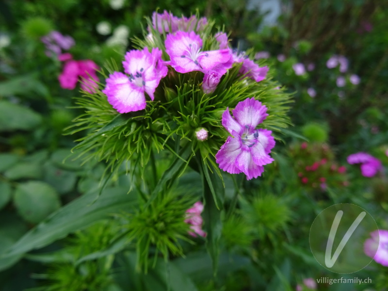 Bart-Nelke: Blüten