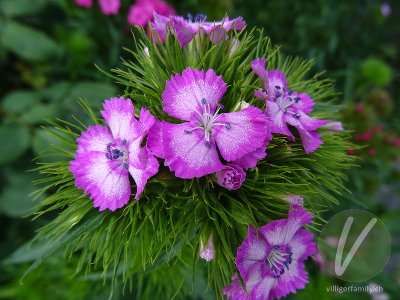 Bart-Nelke: Blüten