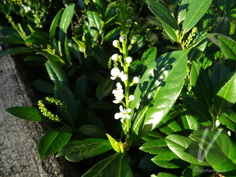 Kirschlorbeer: Blüten