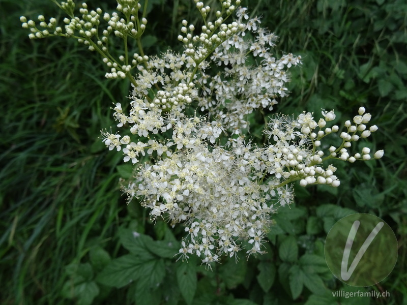 Moor-Geissbart: Blüten