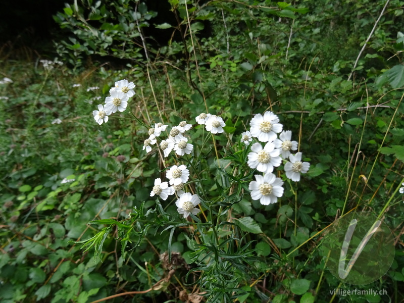 Sumpf-Schafgarbe: Blüten