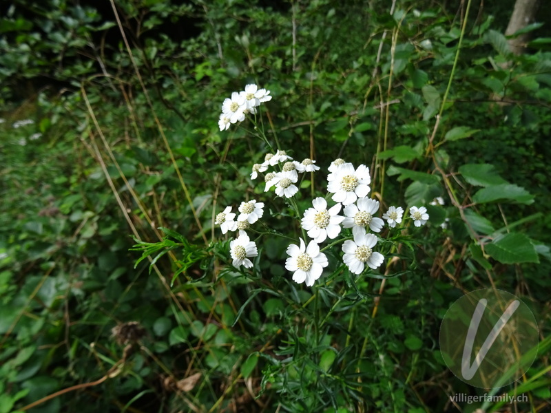 Sumpf-Schafgarbe: Blüten