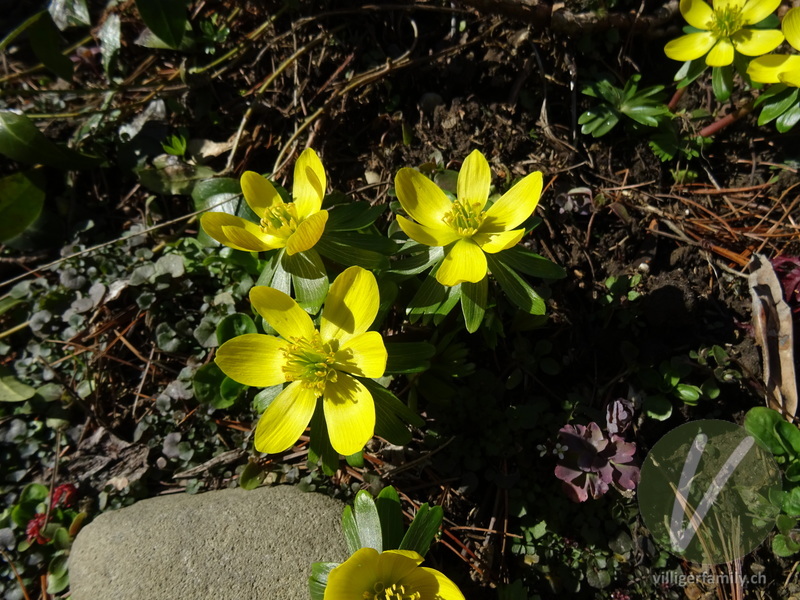 Winterling: Blüten, Gesamtbild