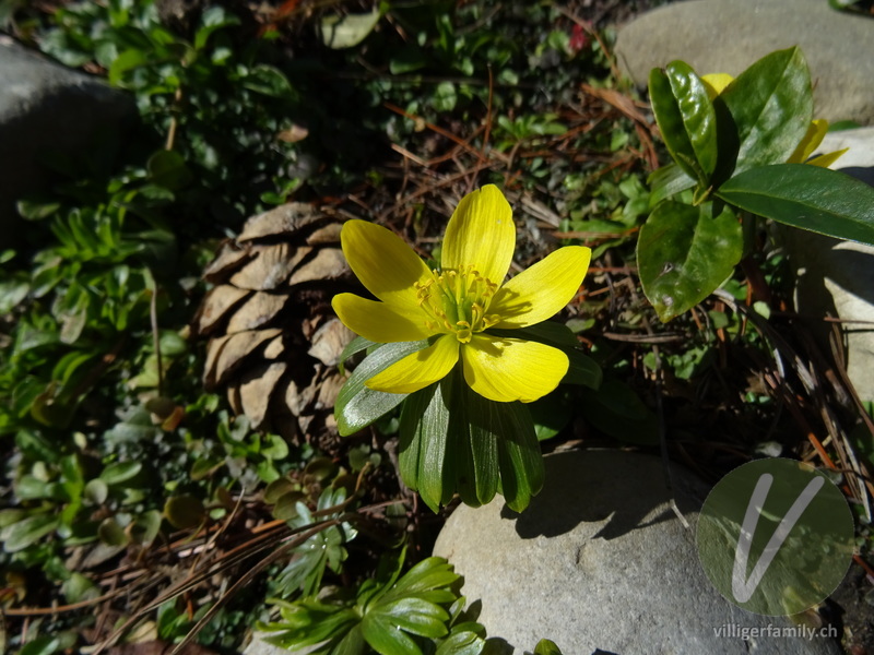 Winterling: Blüten