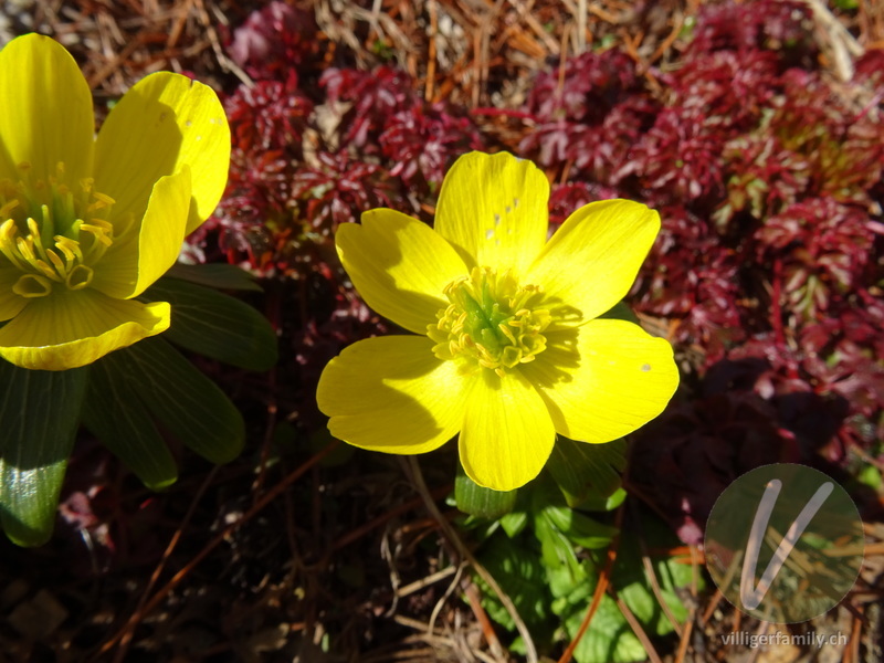 Winterling: Blüten, Früchte