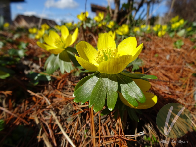 Winterling: Blüten, Blätter