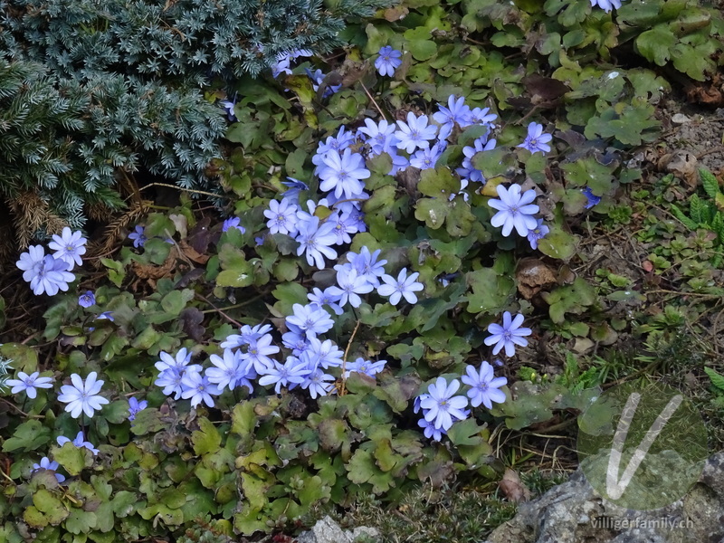 Leberblümchen: Gesamtbild, Blüten