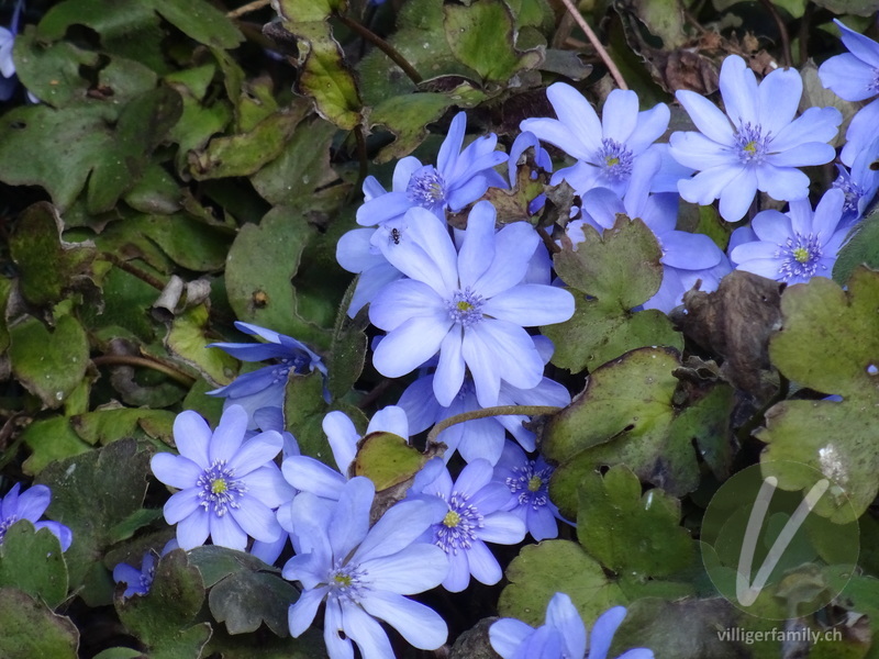 Leberblümchen: Blüten