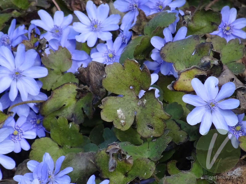 Leberblümchen: Blätter