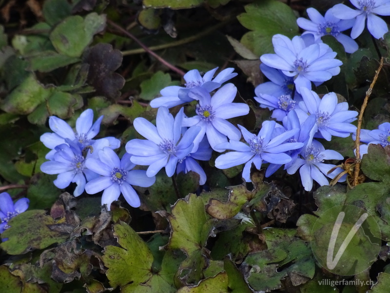 Leberblümchen: Blüten